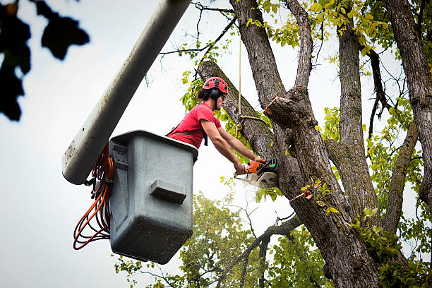 Professional Tree Service in Killian, LA